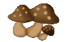 hb-mushroom1
