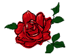 hb-rose