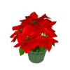 k-poinsetta